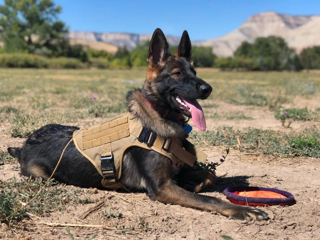 Military Large Dog Harness Vest For Training And Tactical Gear