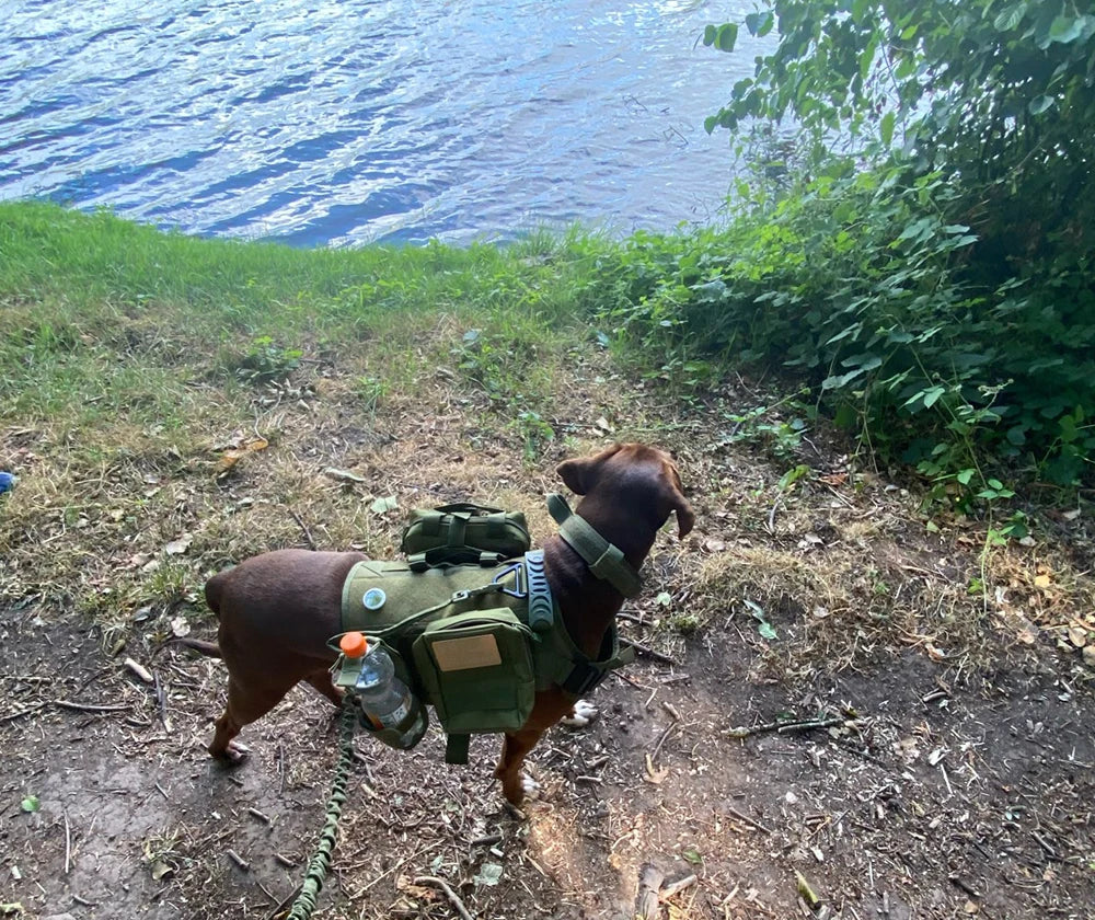 Nylon Tactical Dog Harness With Molle Pouches For Medium Dogs